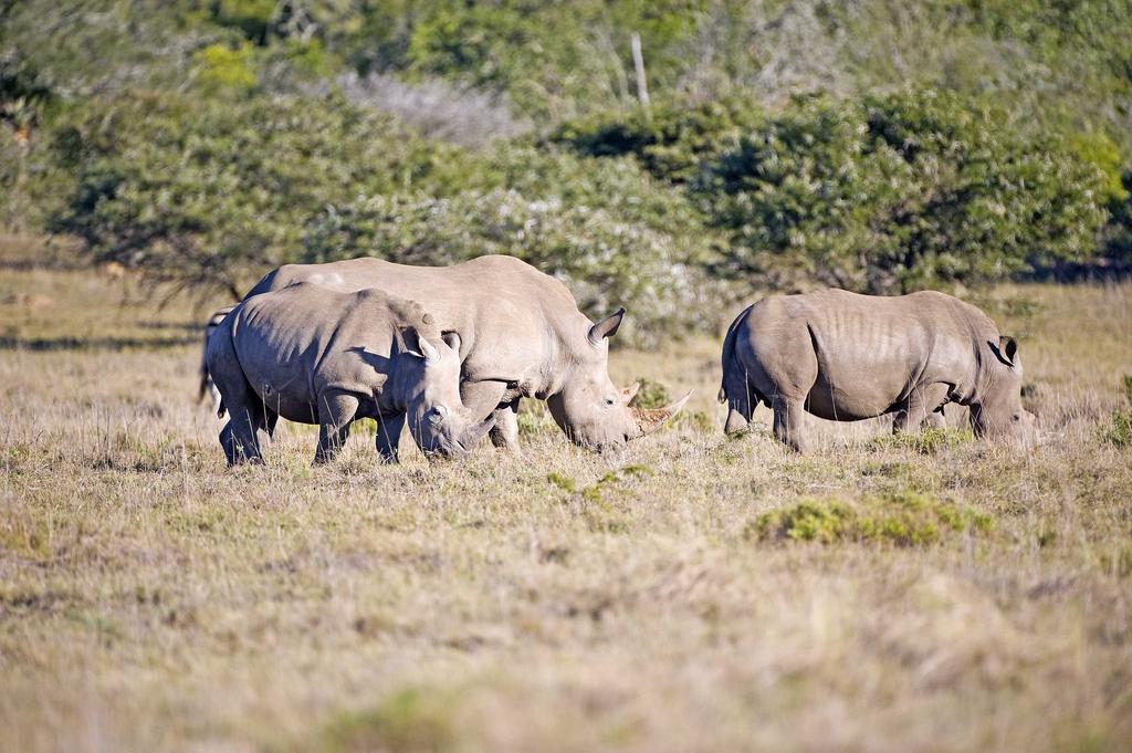 Hlosi Game Lodge - Amakhala Game Reserve Buyskloof Exteriér fotografie