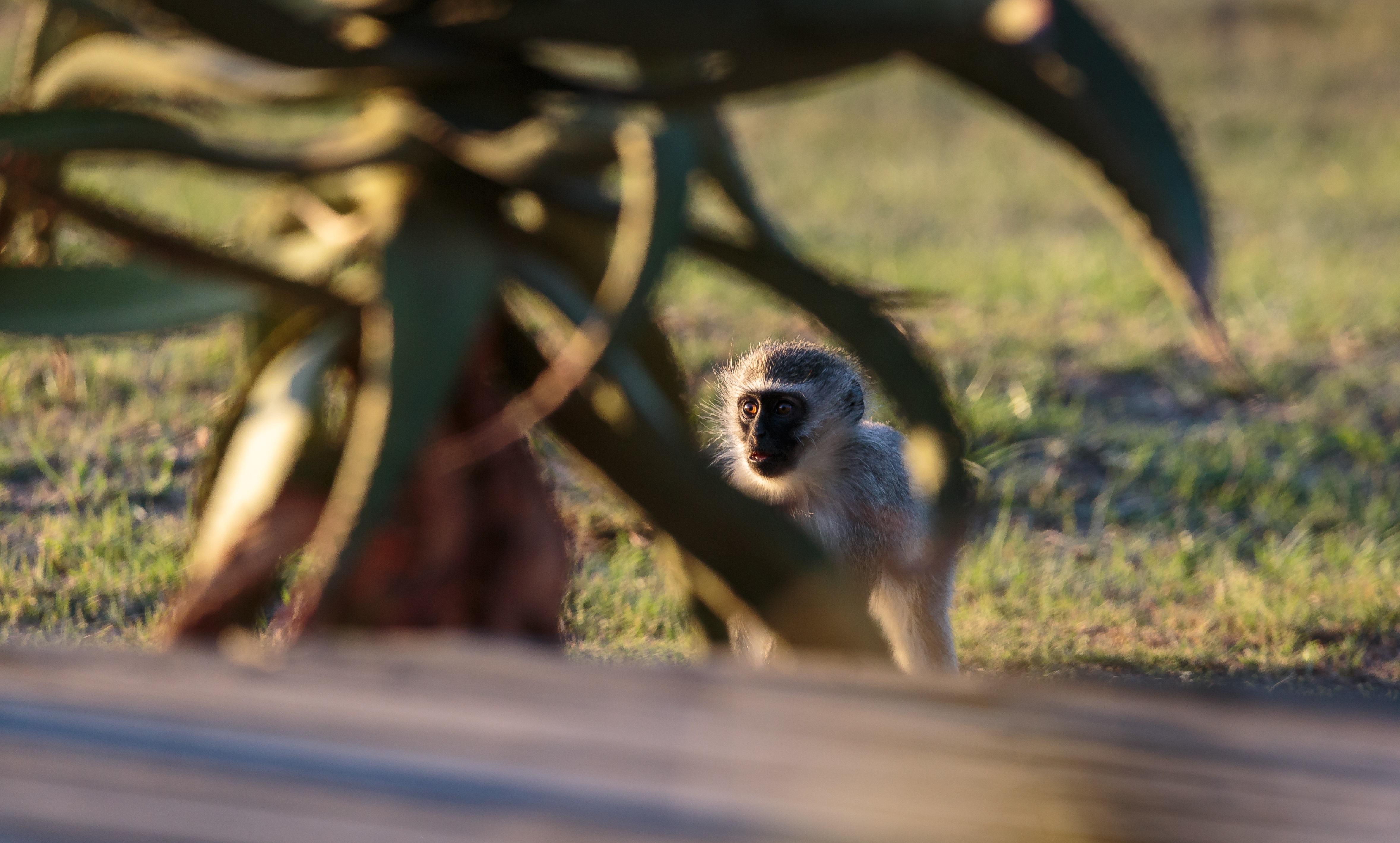 Hlosi Game Lodge - Amakhala Game Reserve Buyskloof Exteriér fotografie