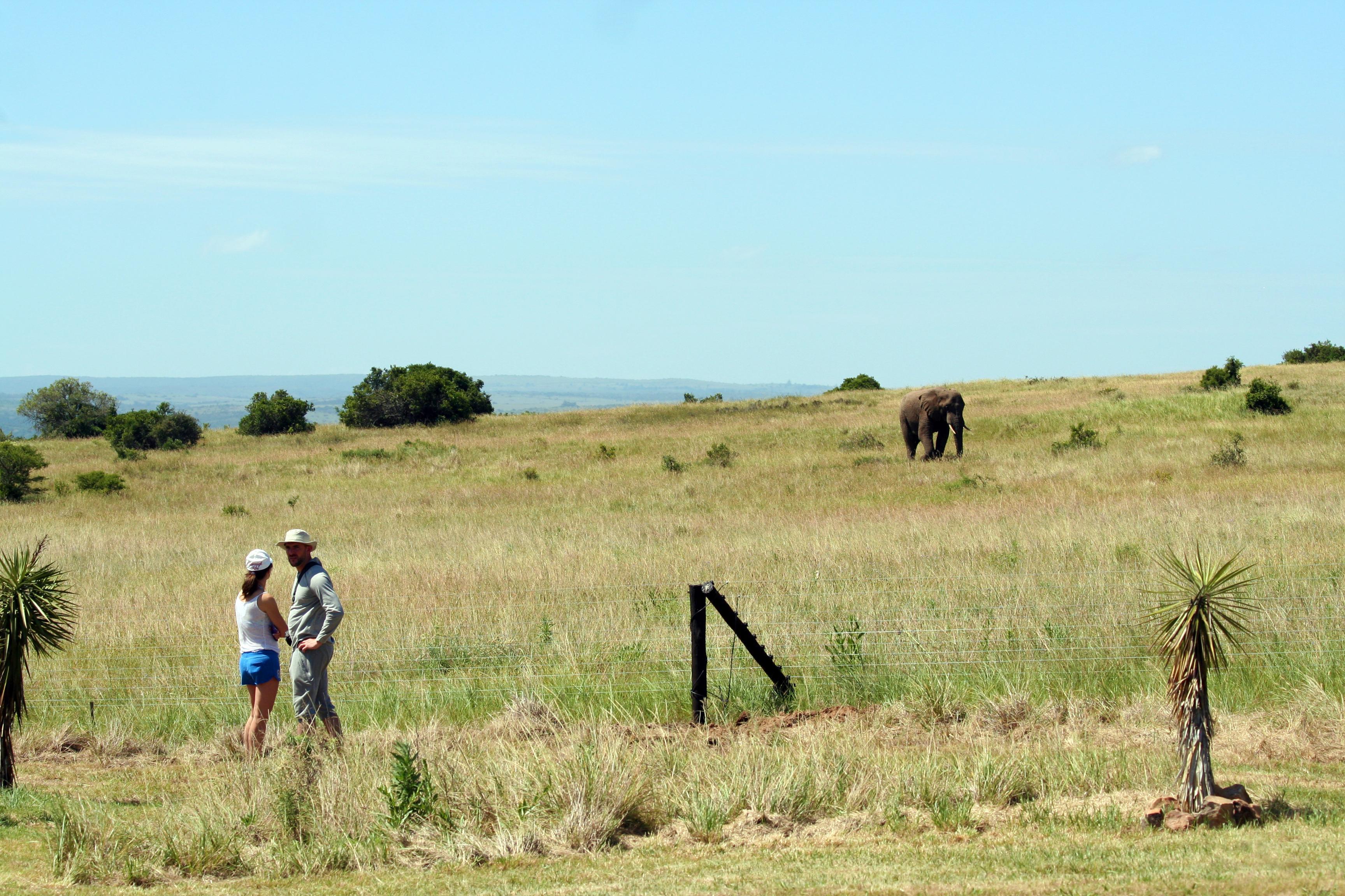 Hlosi Game Lodge - Amakhala Game Reserve Buyskloof Exteriér fotografie