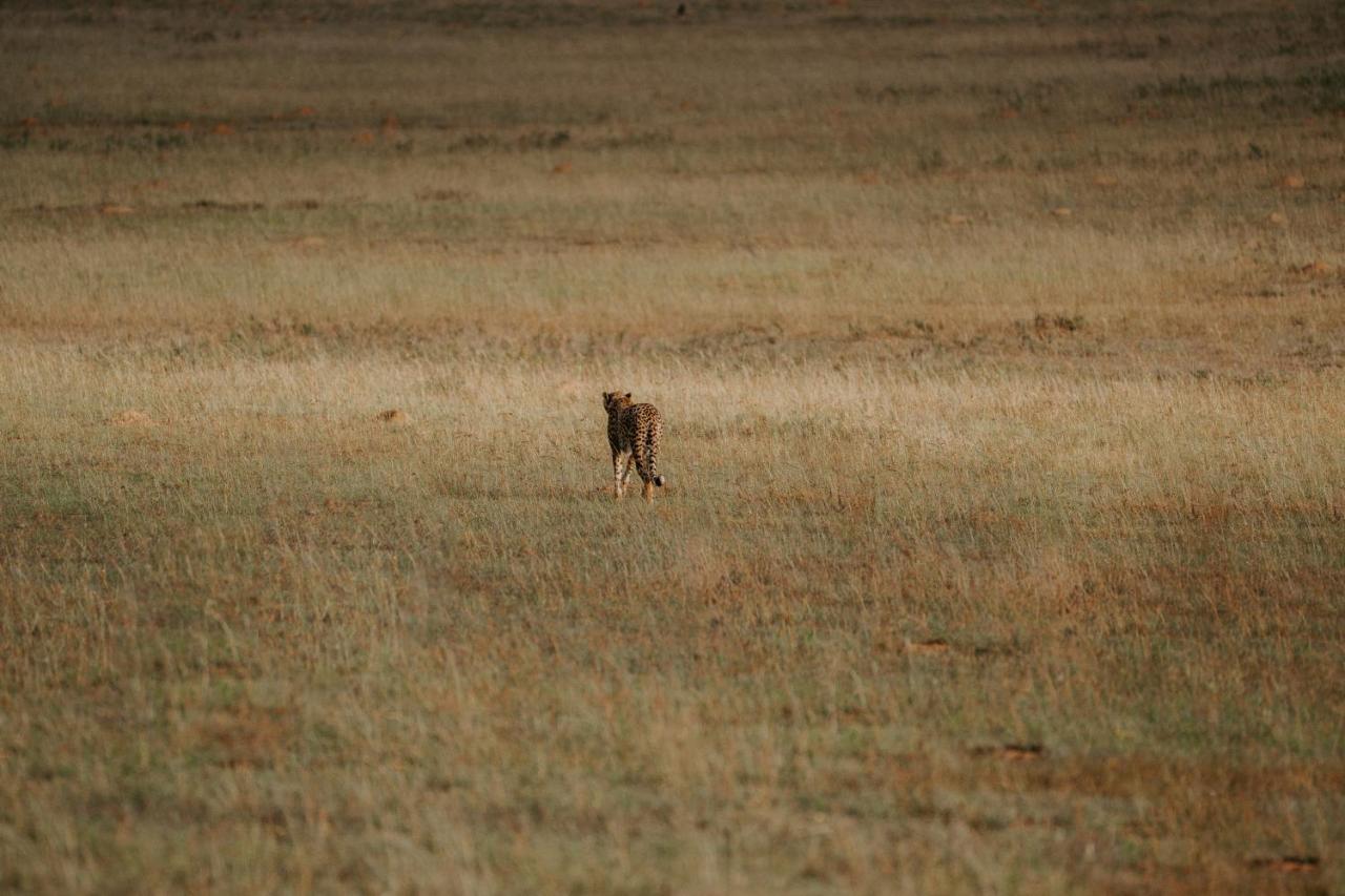 Hlosi Game Lodge - Amakhala Game Reserve Buyskloof Exteriér fotografie