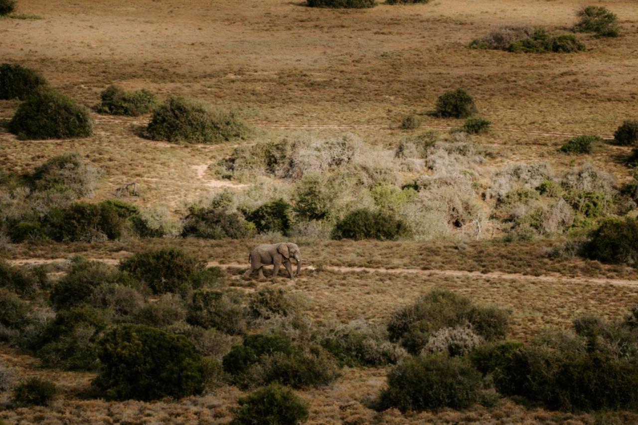 Hlosi Game Lodge - Amakhala Game Reserve Buyskloof Exteriér fotografie